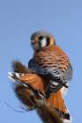 American Kestrel Art Print